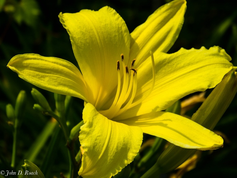 July Day Lily at Boerner #6