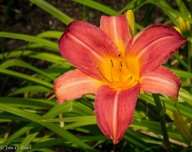 July Day Lily at Boerner #7