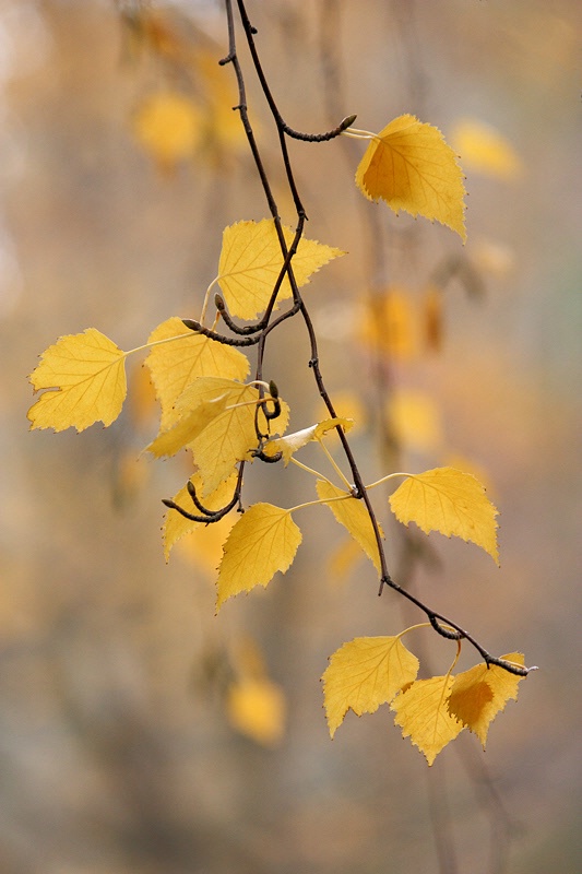 Birch leaves and twigs over earth tones