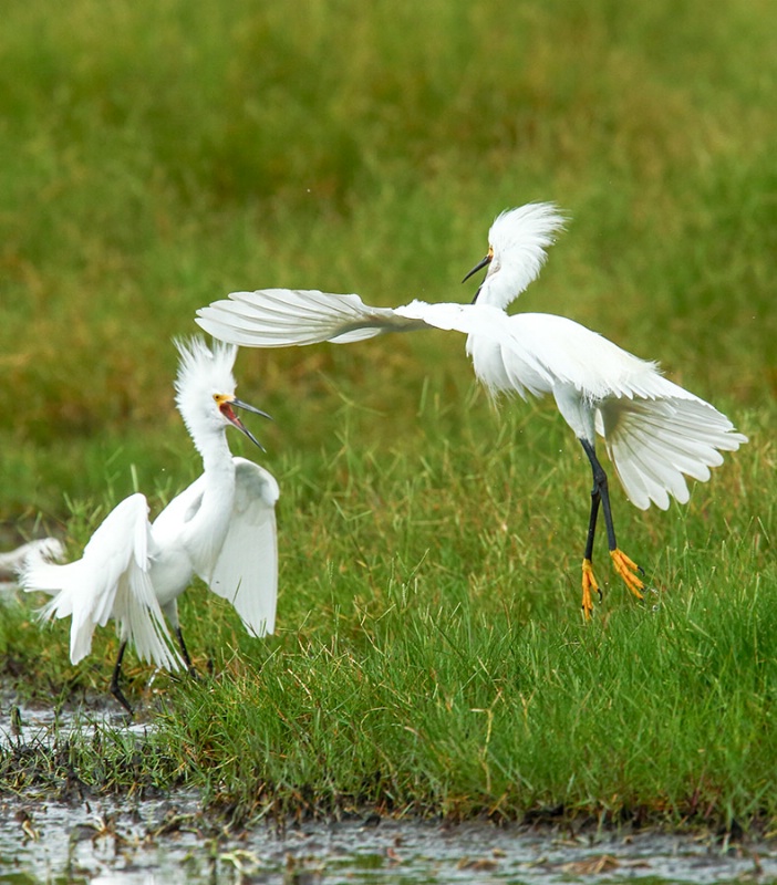 Snowy Egret Squabble