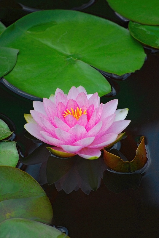 Waterlily and Pads