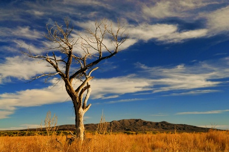 Tree on a Grassy Field