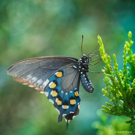 Spicebush Swallowtail