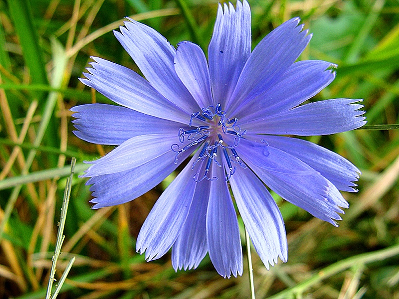 floral - cornflower blue