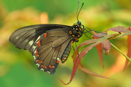 Spicebush Butterfly