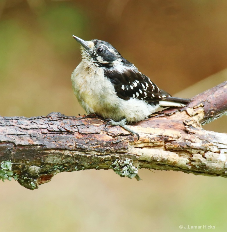 Fledgling-Downey Woodpecker