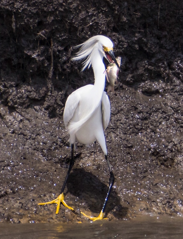 Snowy Egret With Catch     