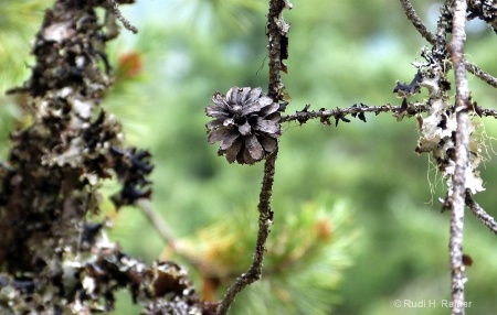 Old pine cone
