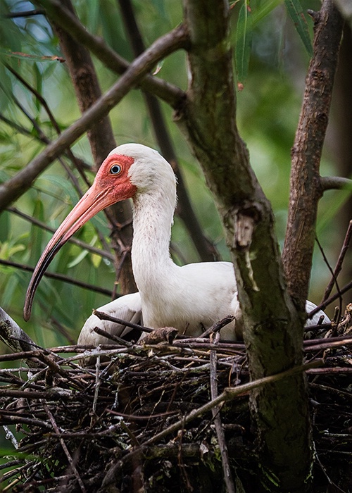 White Ibis on nest, Pinkney WMA - ID: 14574002 © george w. sharpton