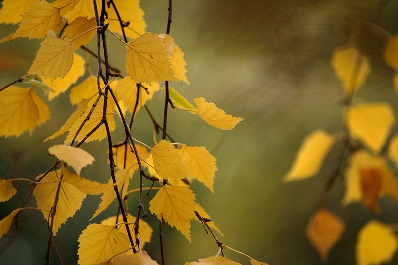 Birch leaves and twigs over green