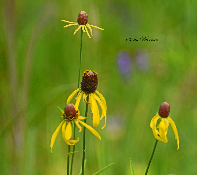 Yellow Petals