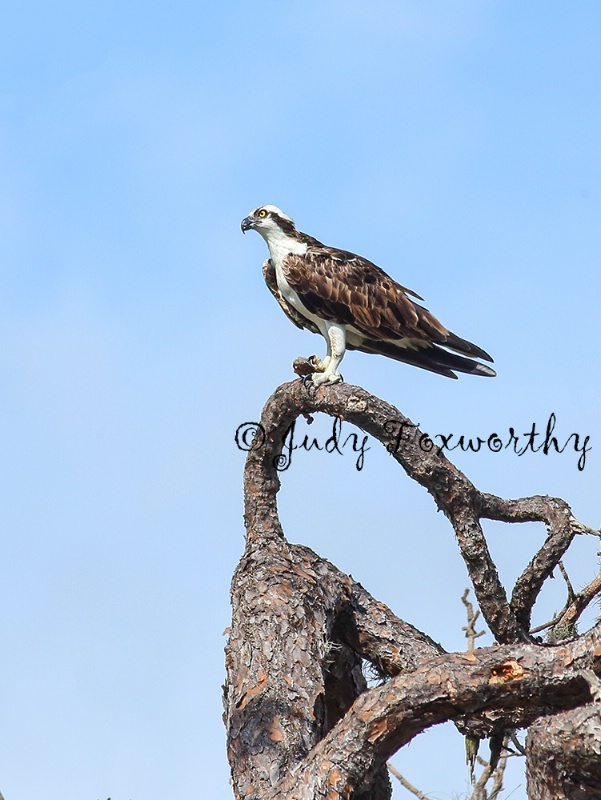 Osprey Eating A Fish And Looking For Intruder