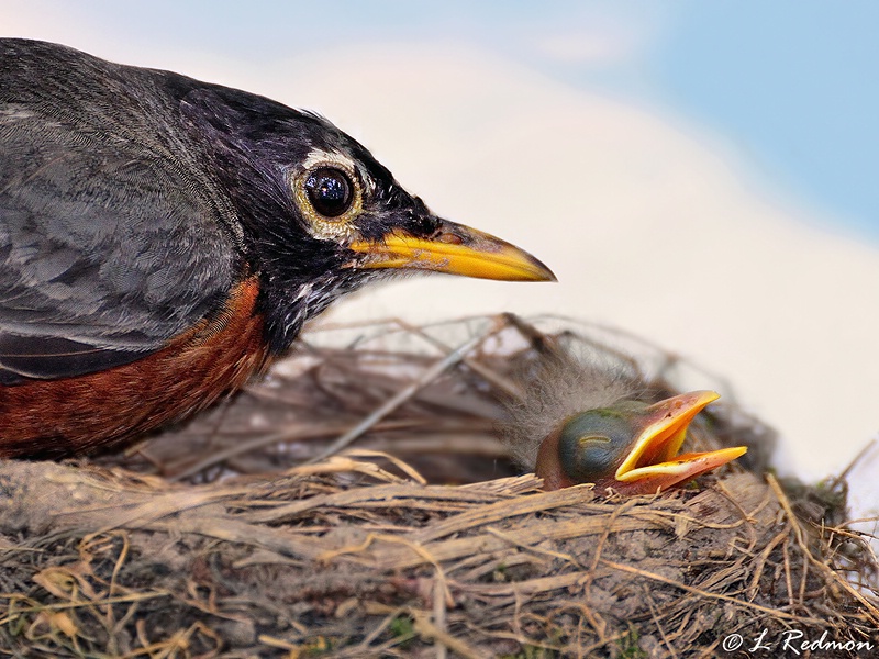 Robin and Baby