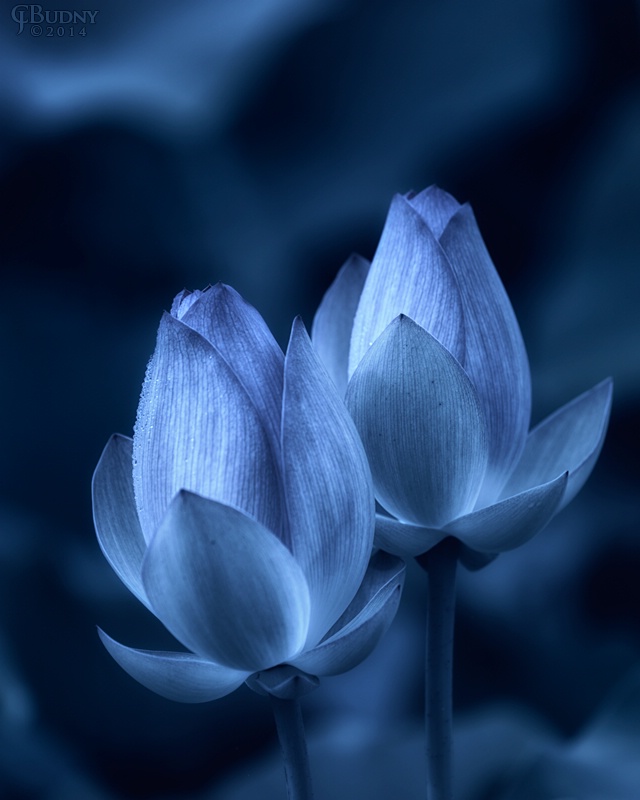 Blue Lotus