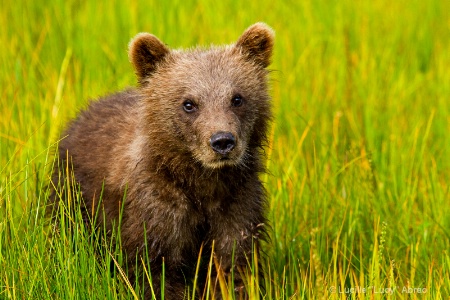 Spring Cub at Silver Salmon Creek Lodge, Alaska.