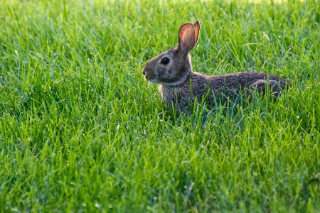 grass bunny