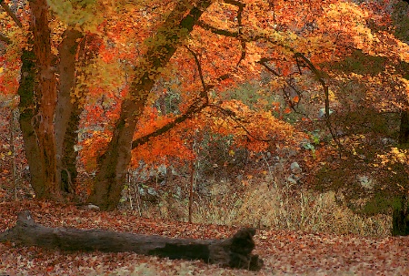 Lost Maples State Park