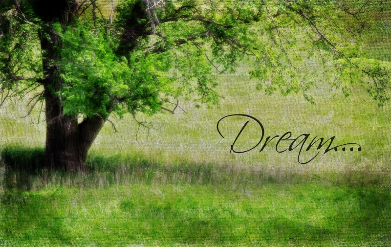 ~ DREAM . . . . ~