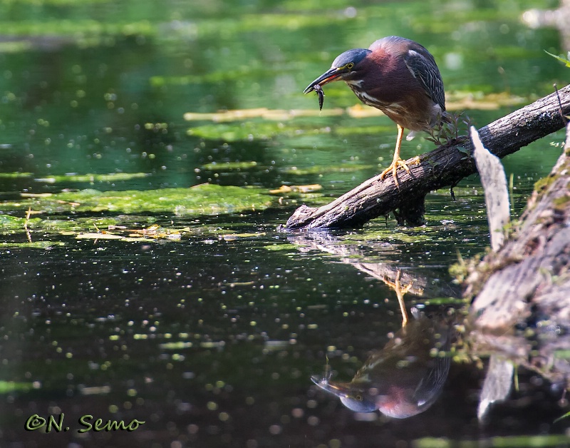 Green Heron