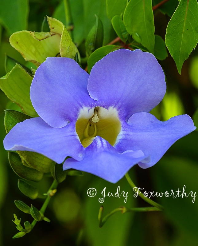 Blue Sky Vine Flower