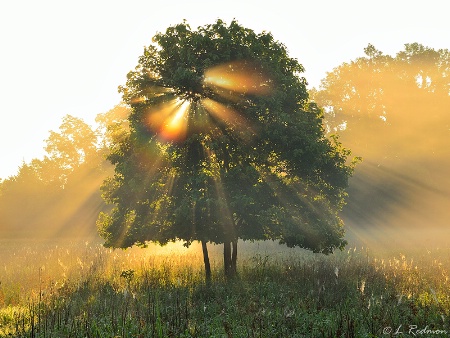 Foggy Sunrise II