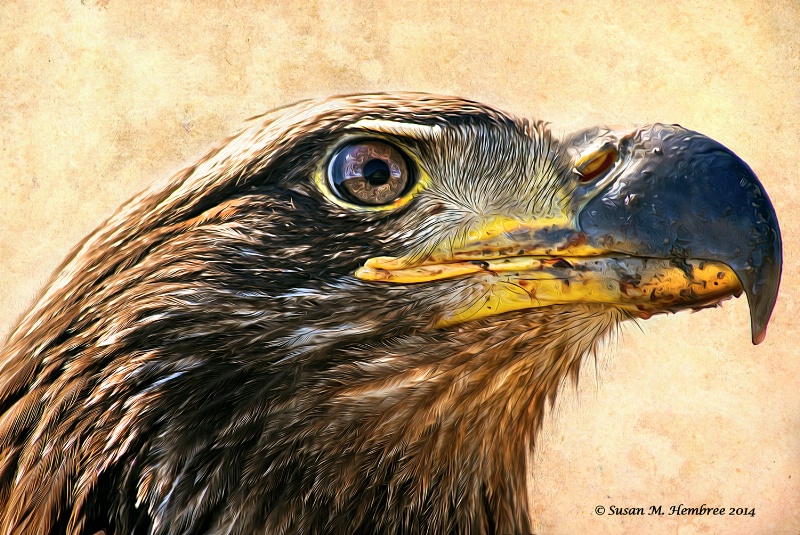 Juvenile Eagle Profile