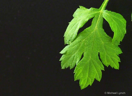 Mugwort Leaf