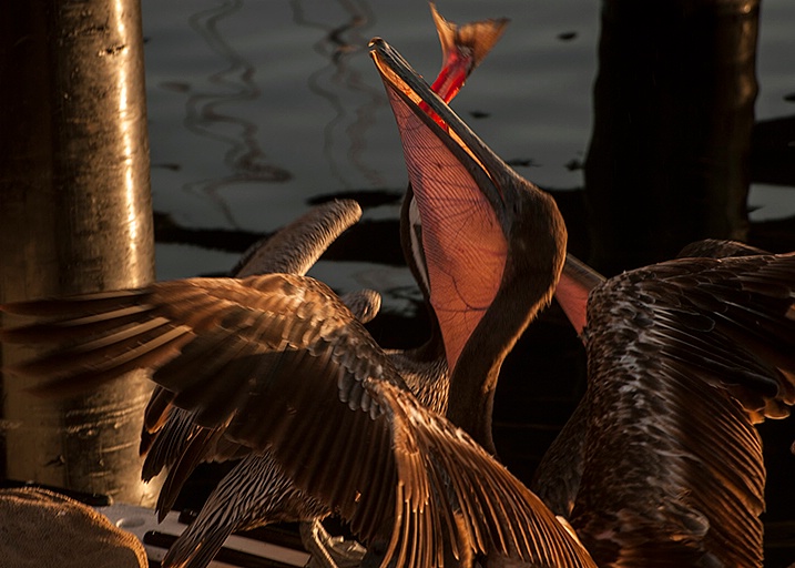 Hungry pelican