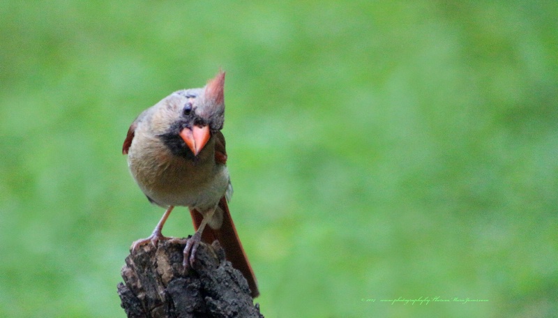 Female Cardinal Posing
