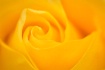 Simply Yellow