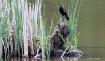 Red-Wing-Blackbir...