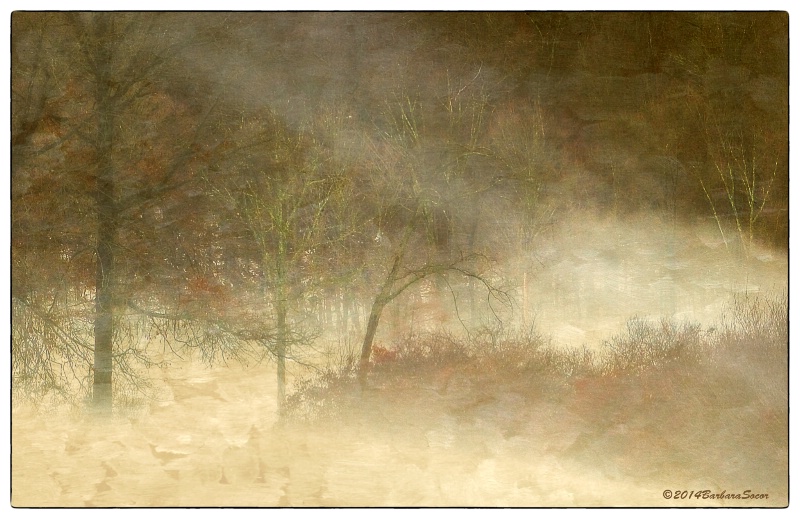 In a Foggy Wood
