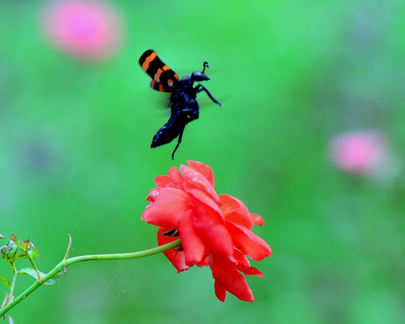 Beetle in flight