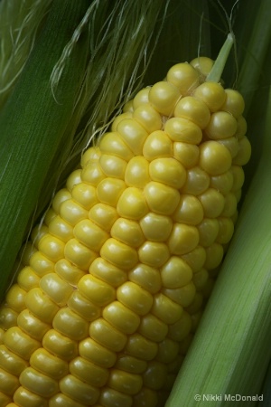 Ear of Corn