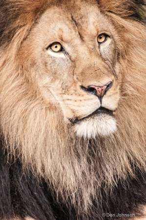 The Lion