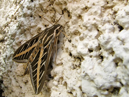 Resting White-Lined Sphinx Moth