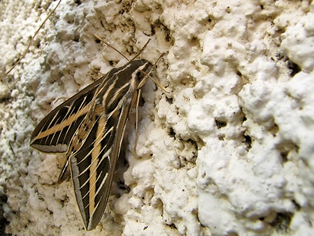 Resting White-Lined Sphinx Moth
