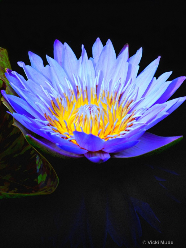 Blue Waterlily #12