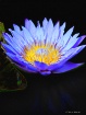 Blue Waterlily #1...