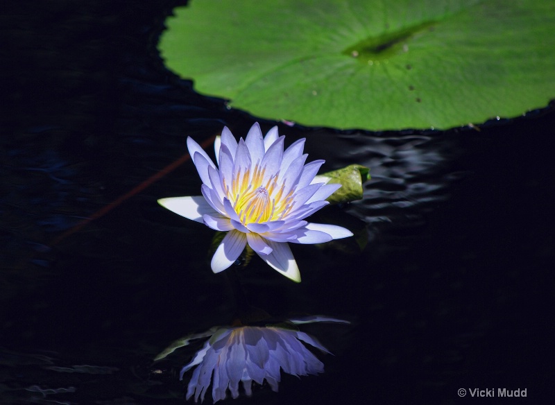 Blue Waterlily #2