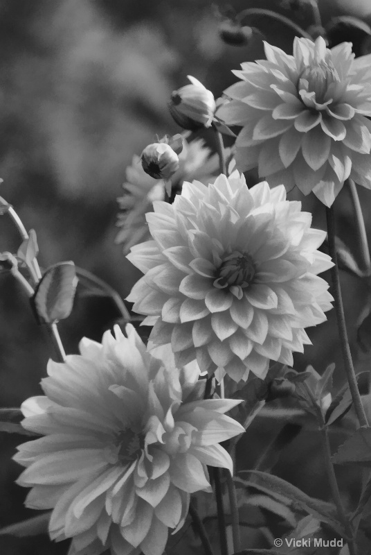 Black and White Dahlias