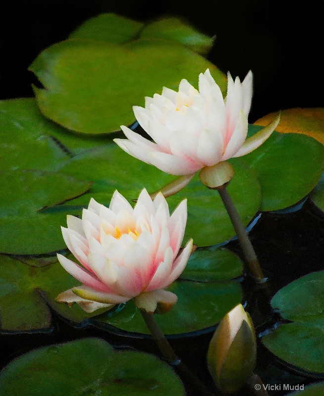 White and Pink Waterlilies