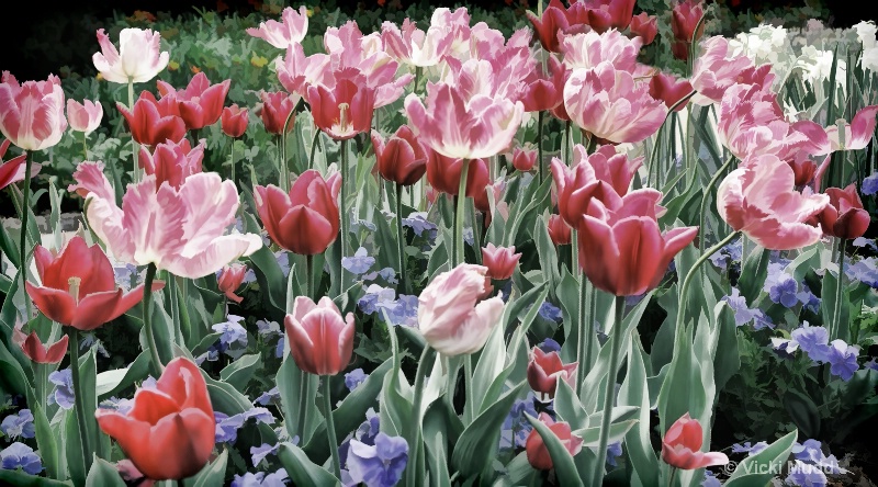 Tulip Field