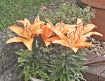 Day lilies with T...