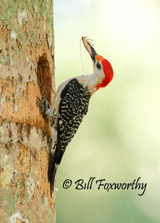 Red-bellied Woodpecker w/ Grashopper