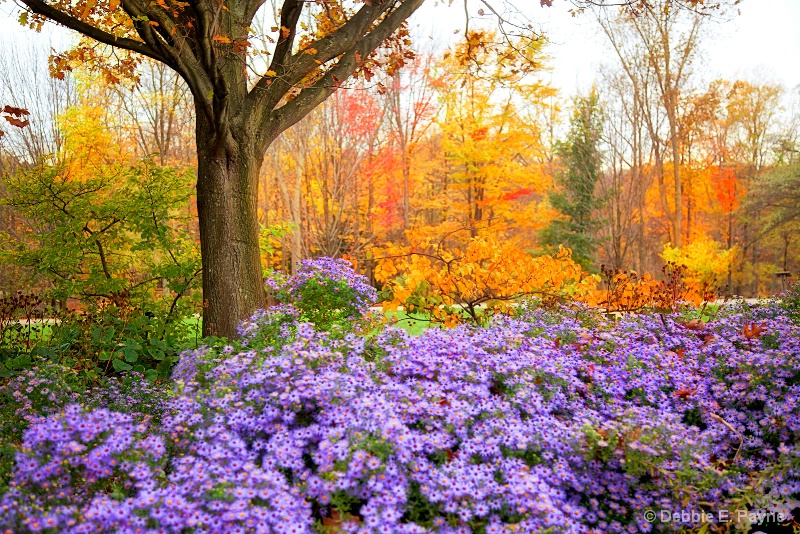 PURPLE ASTERS AND GOLDEN LEAVES