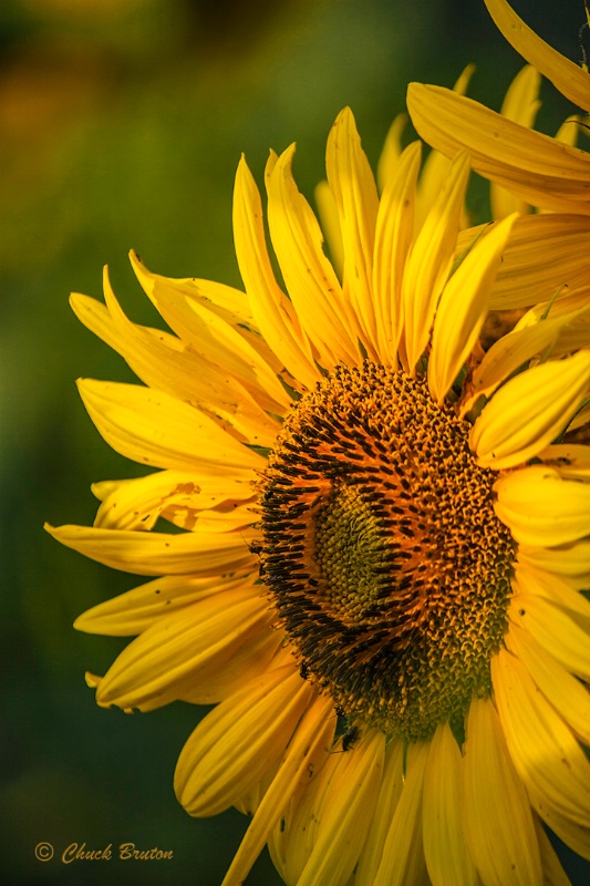 Jolly Sunflower - ID: 14579707 © Chuck Bruton