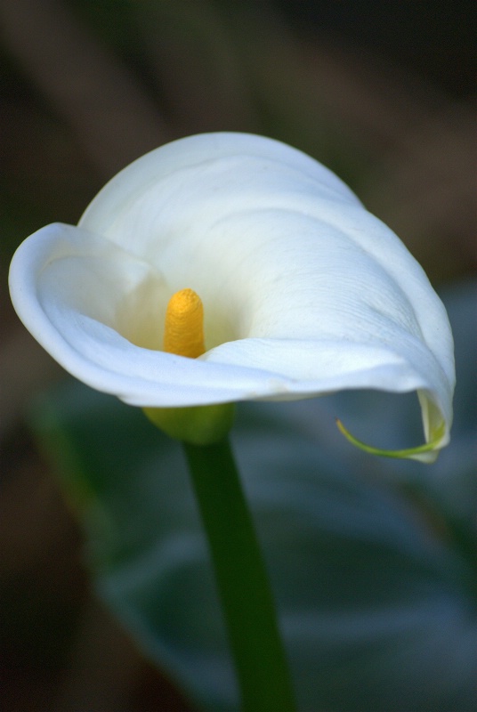 White Beauty