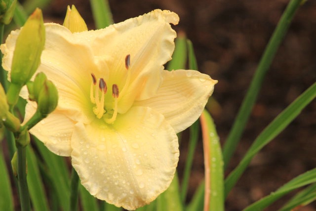 Yellow Flower