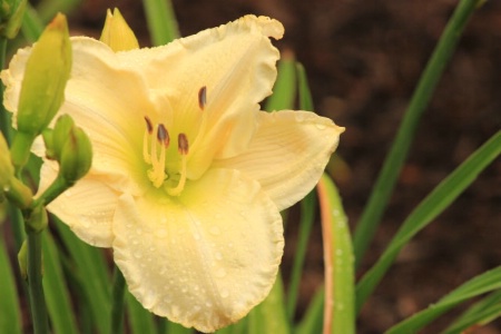 Yellow Flower